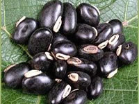 Mucuna pruriens